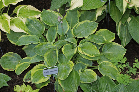 Woolly Mammoth Hosta