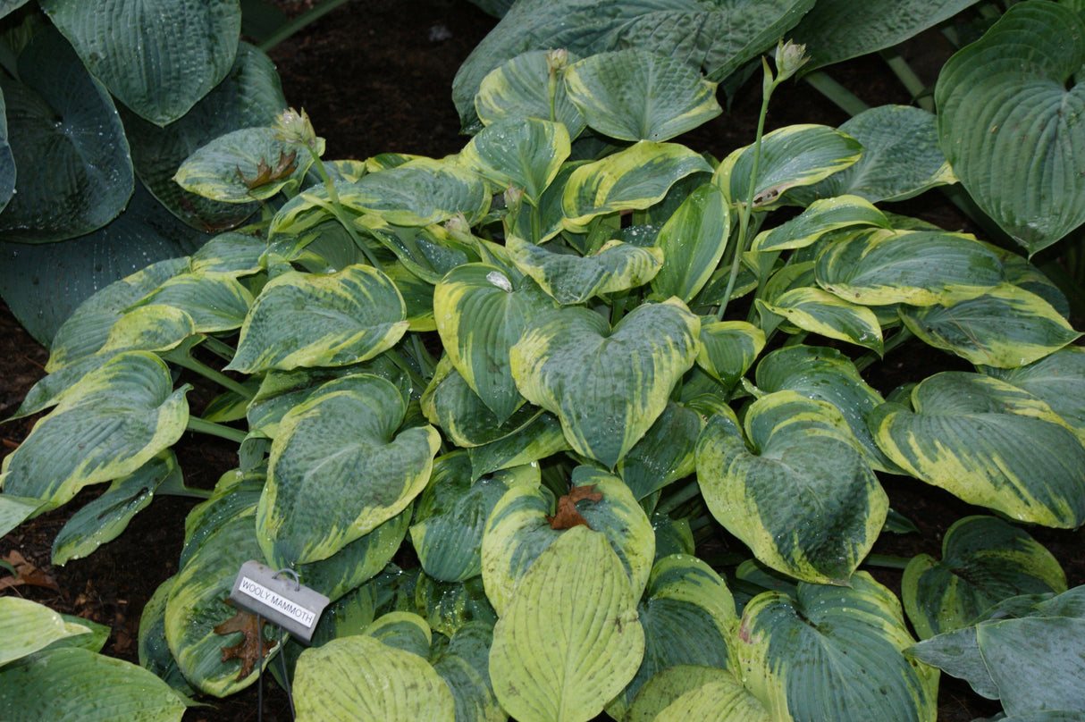 Woolly Mammoth Hosta