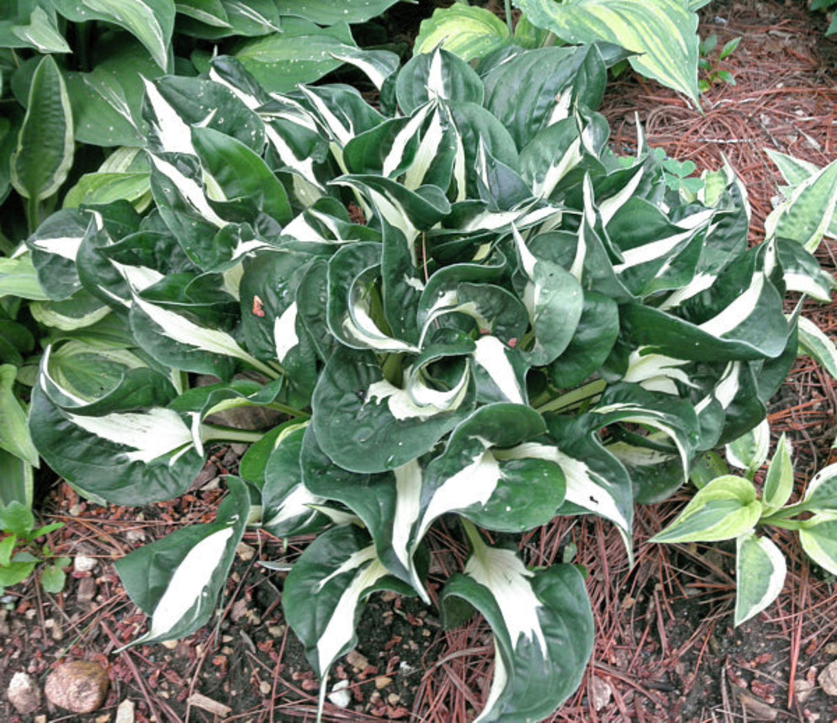 Woop Woop Hosta