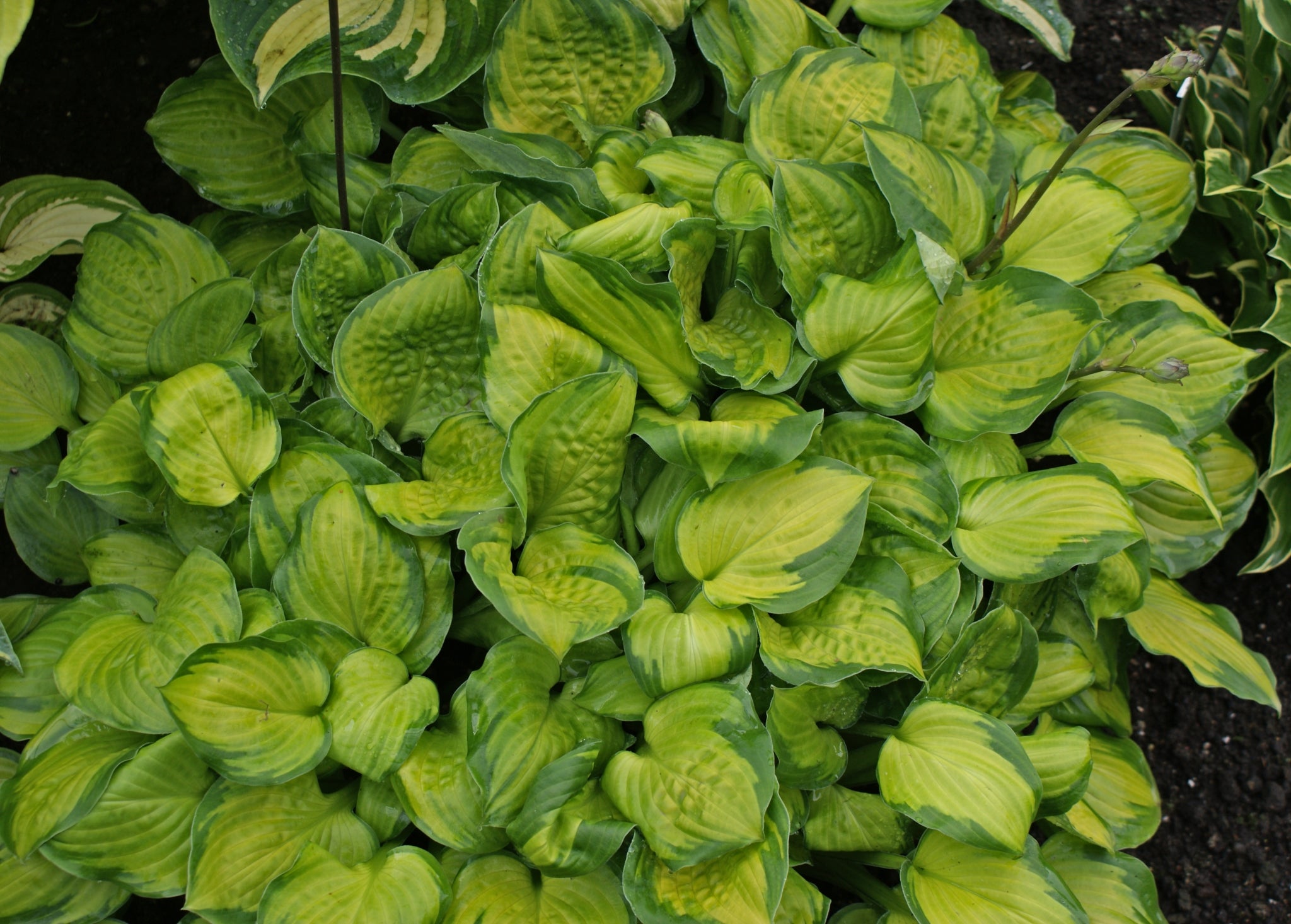 green leaves Multiscale Assimilation of Sentinel and Landsat Data for Soil