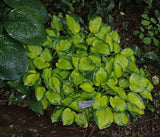 Wylde Green Cream Hosta