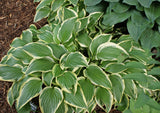 Yellow Splash Rim Hosta