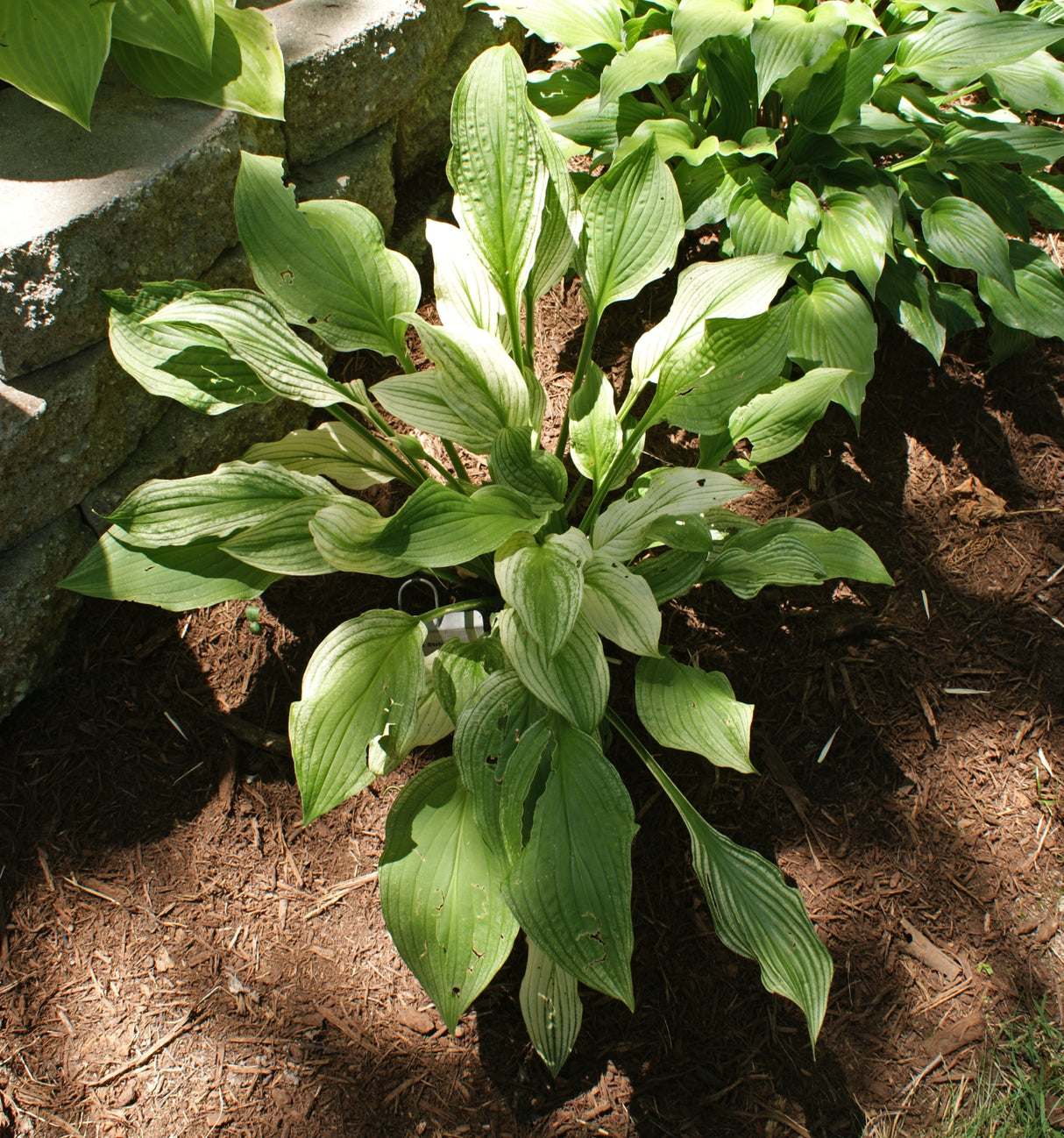 Zebra Stripes Hosta