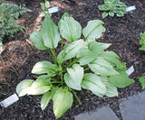 Zebra Stripes Hosta