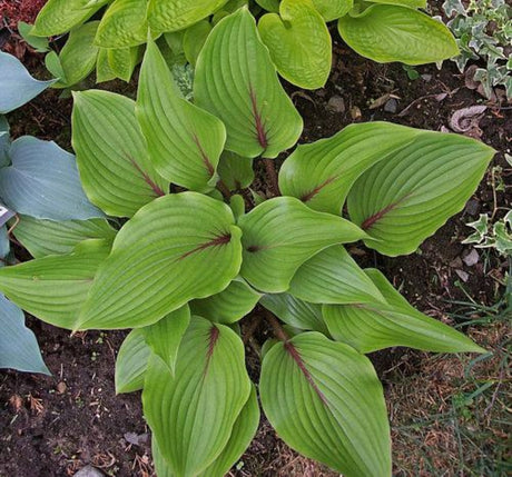 Almost Hosta