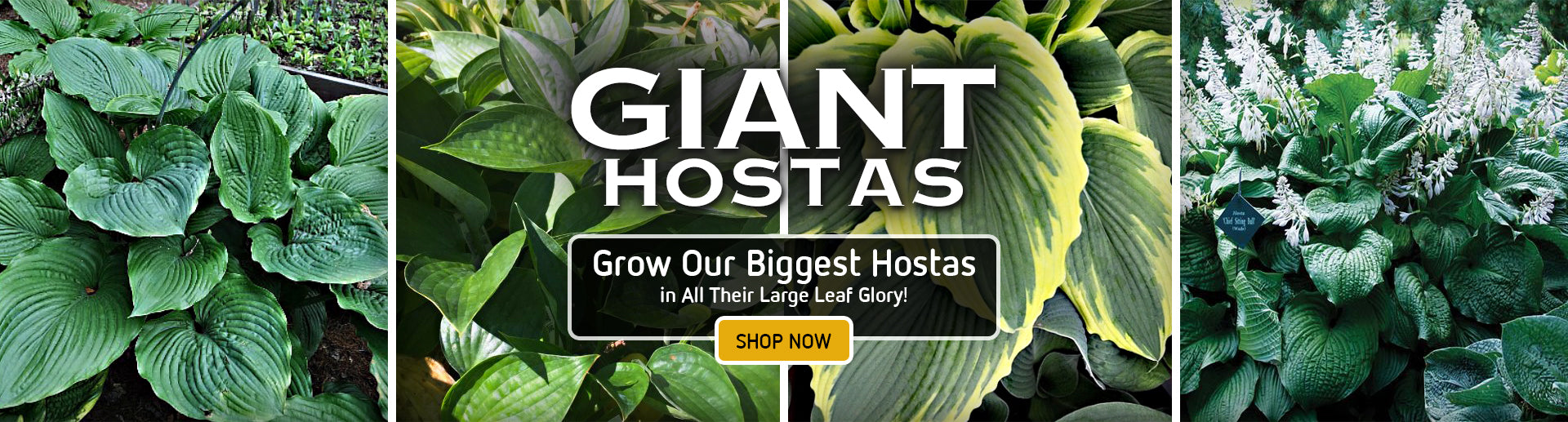 Introducing Our 2025 Hosta Catalog 10 Early Order Discount! NH Hostas
