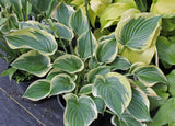 Beautiful Dreamer Hosta