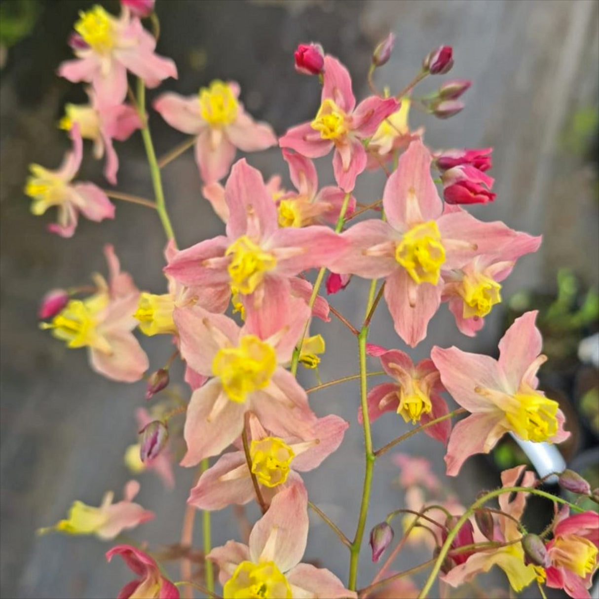 Epimedium x versicolor 'Cupreum'