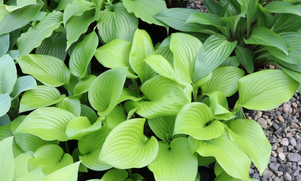 Even Better Hosta