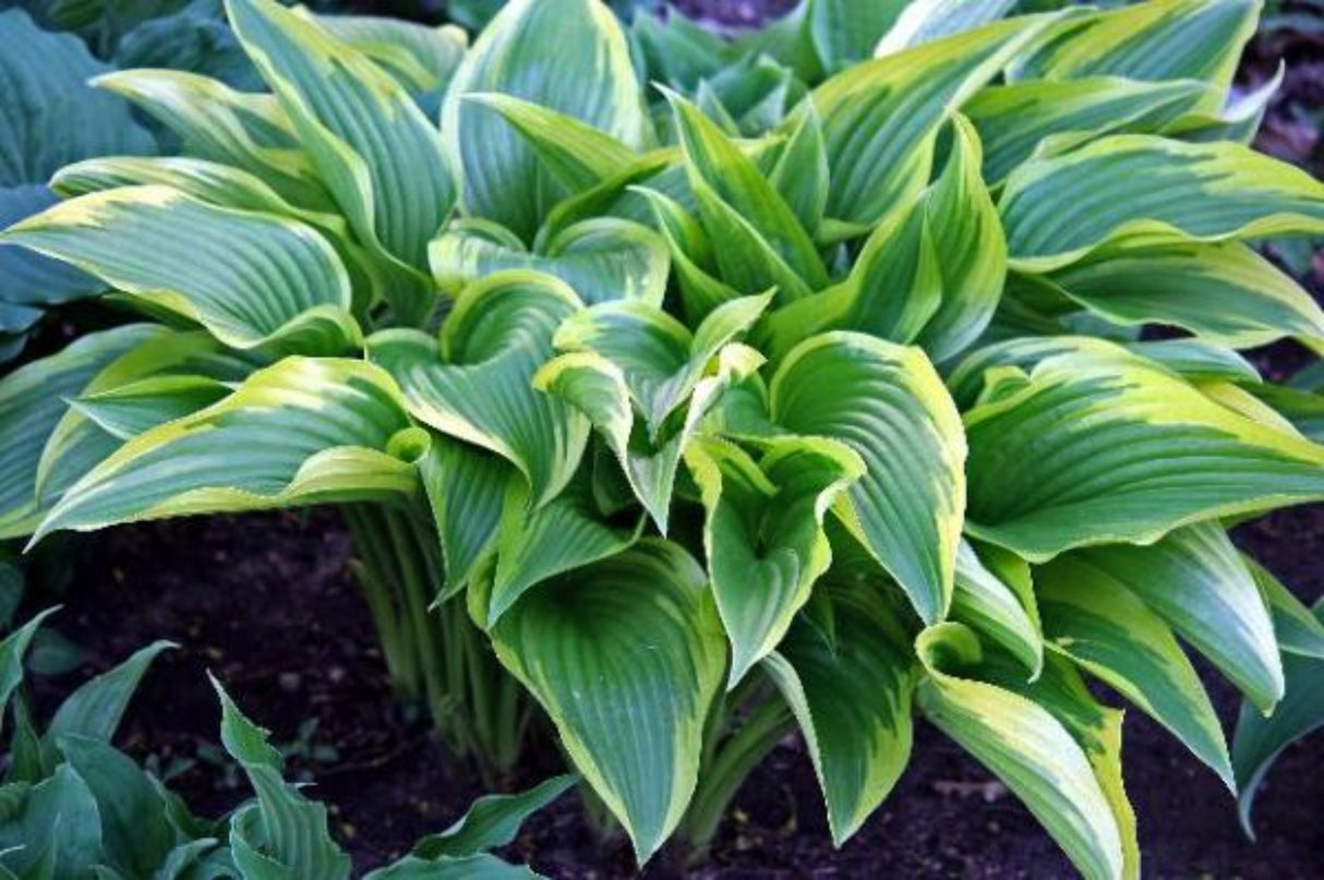 Exotic Presentation Hosta