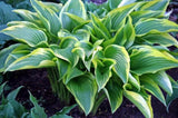 Exotic Presentation Hosta