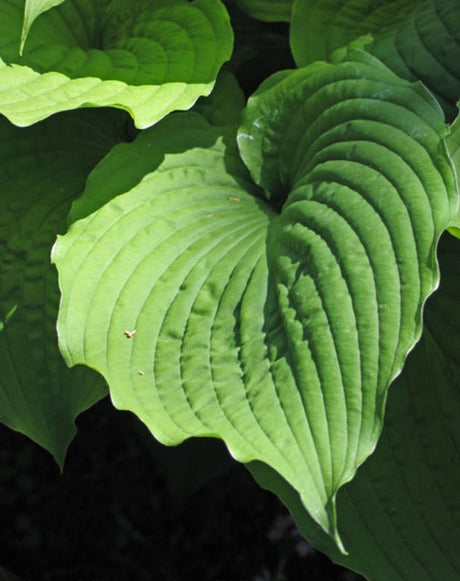 Fluted Fountain Hosta