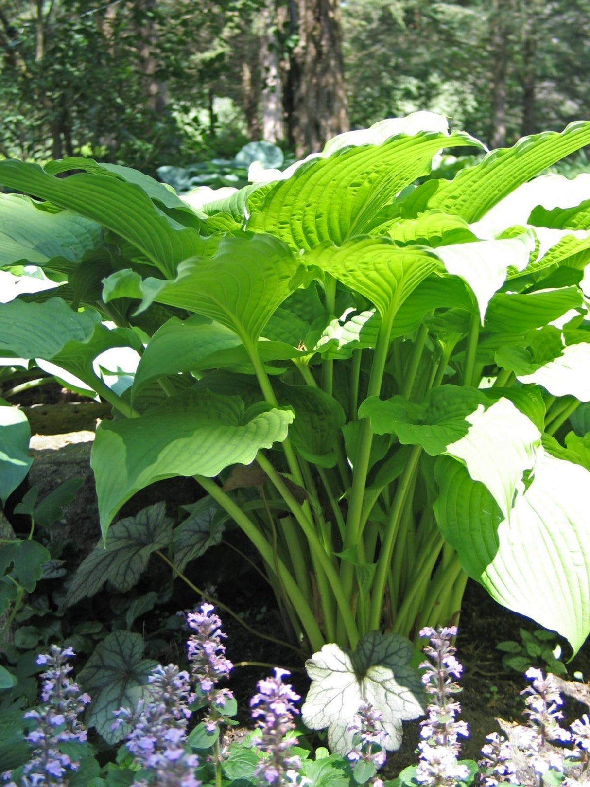 Fluted Fountain Hosta