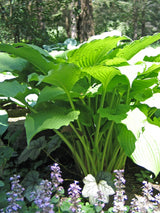 Fluted Fountain Hosta