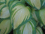 Forest Firefly Hosta Curtesy of Don Dean