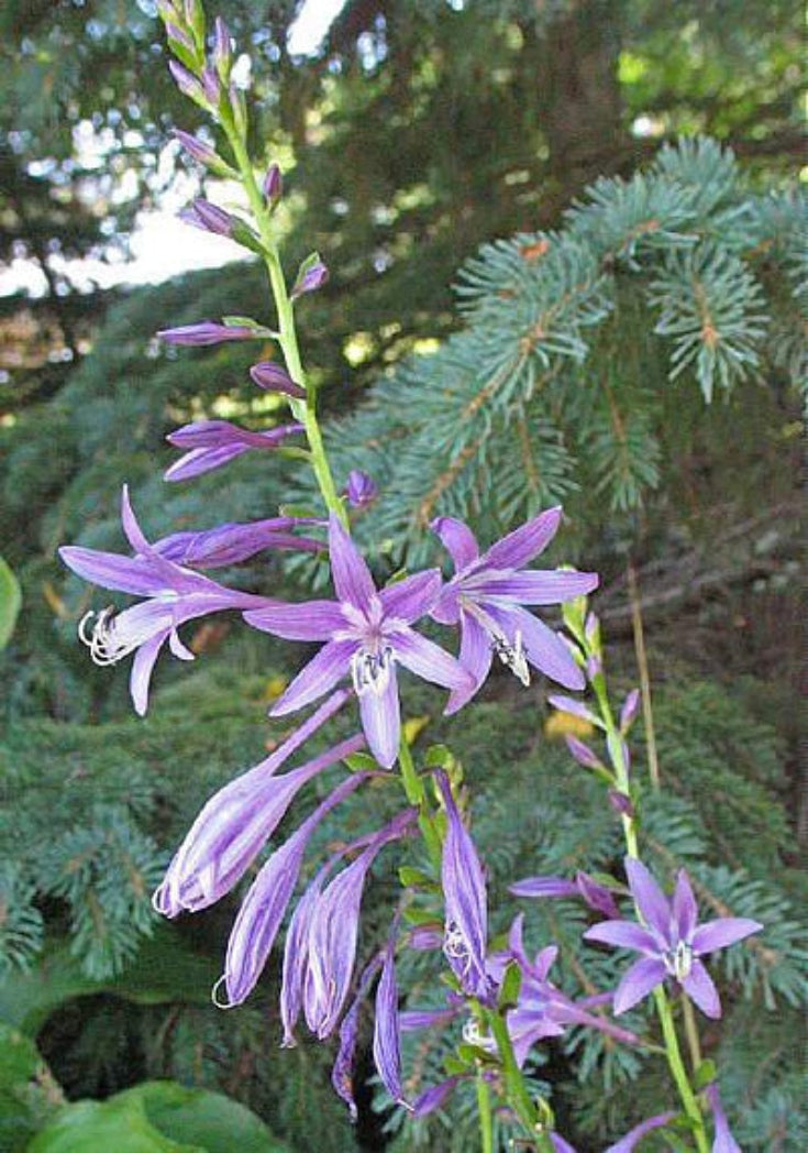 Harpoon Hosta Courtesy of The Hosta Library