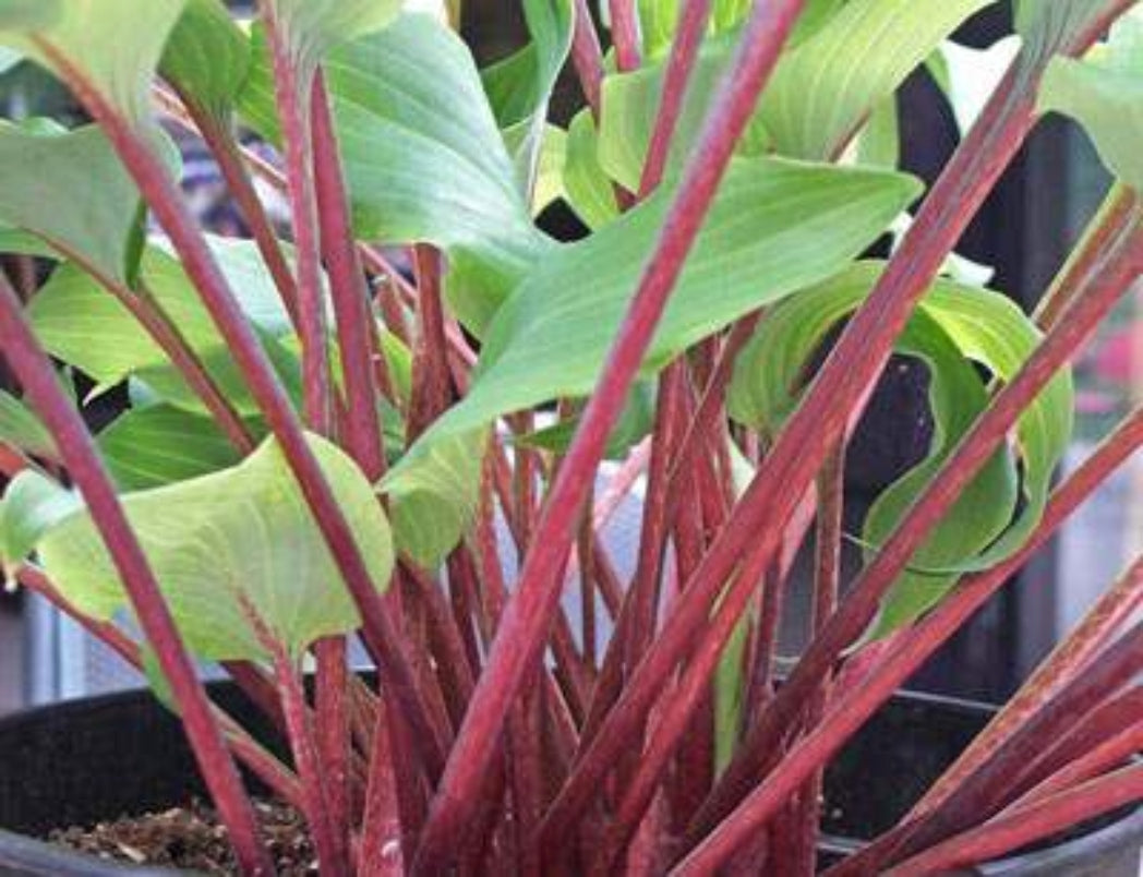 Harry van de Laar Hosta Courtesy of The Hosta Library