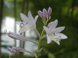 Jen Hosta Courtesy of Randy Goodwin