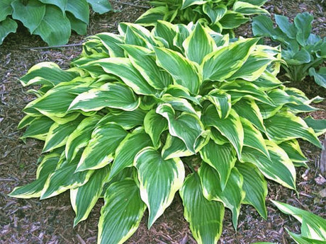 Jen Hosta Courtesy of Randy Goodwin