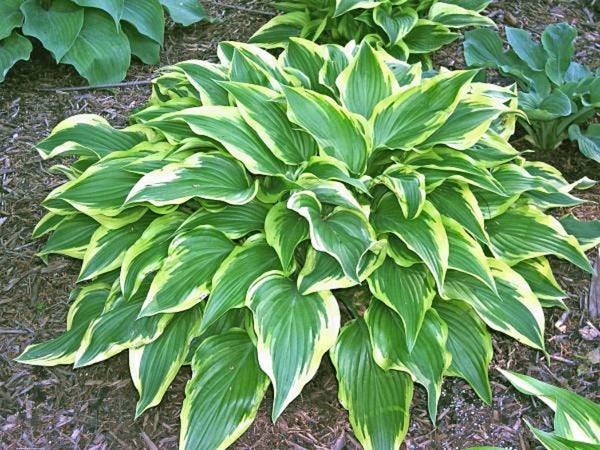 Jen Hosta Courtesy of Randy Goodwin