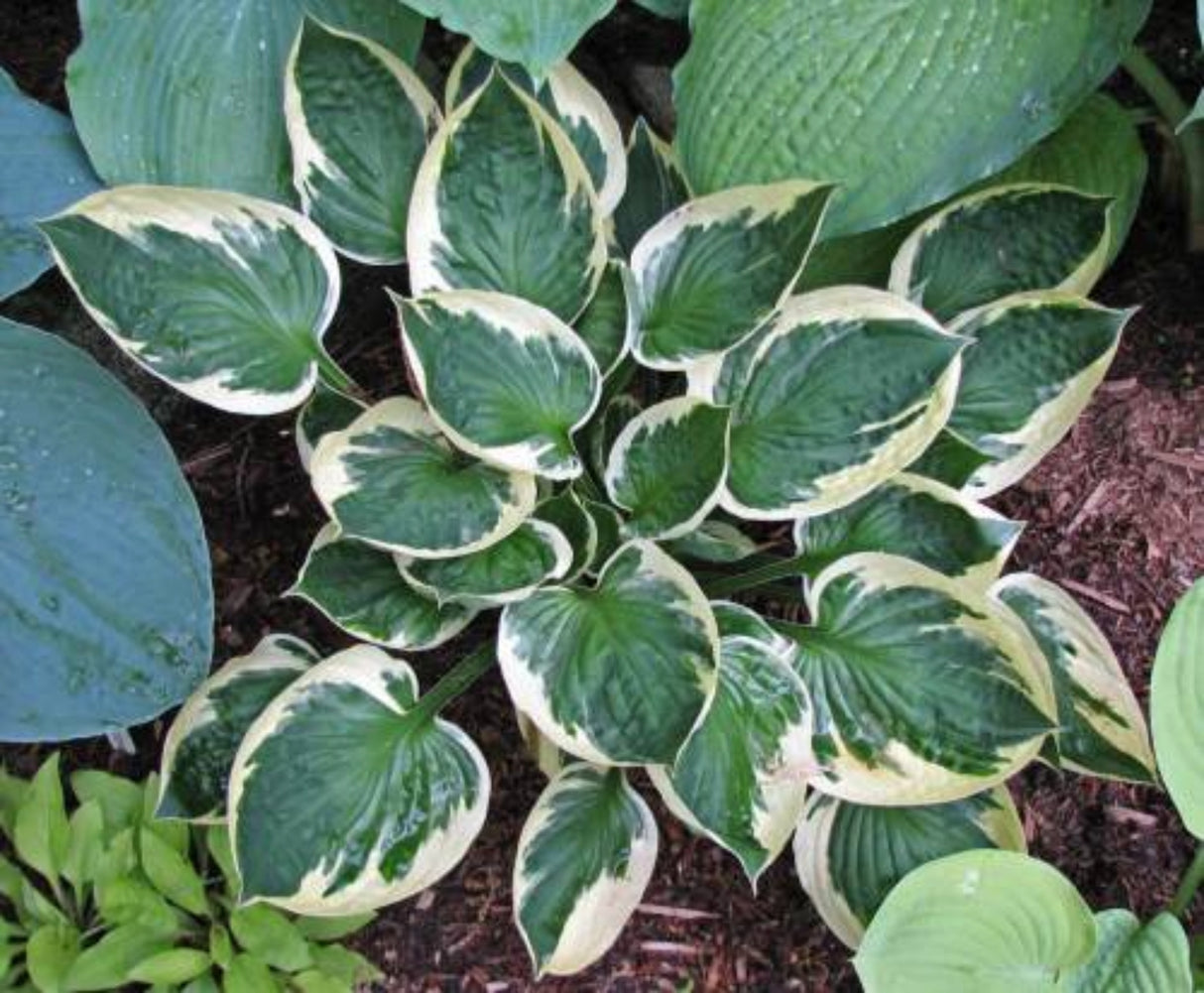 Karin Hosta