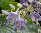 Kinba Hosta