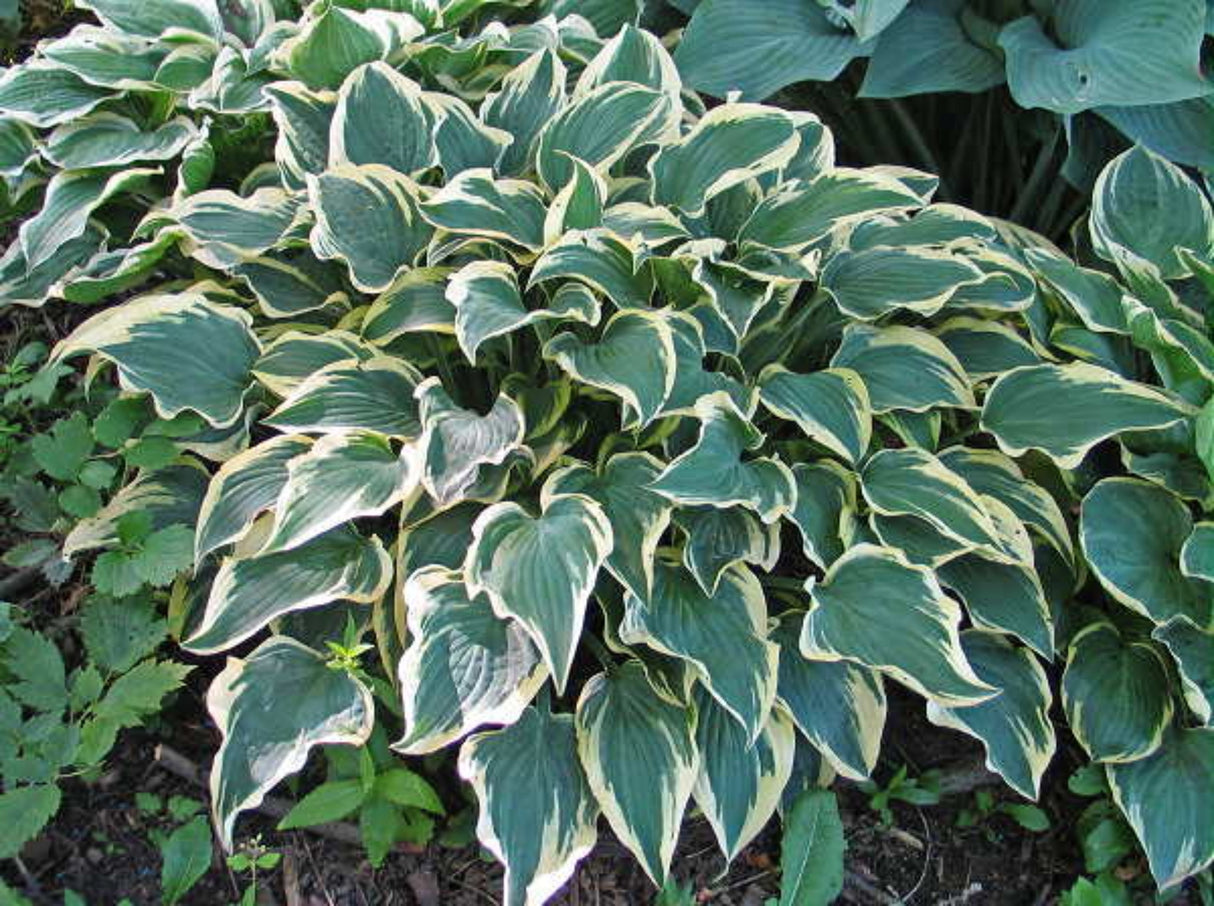 Lacy Belle Hosta