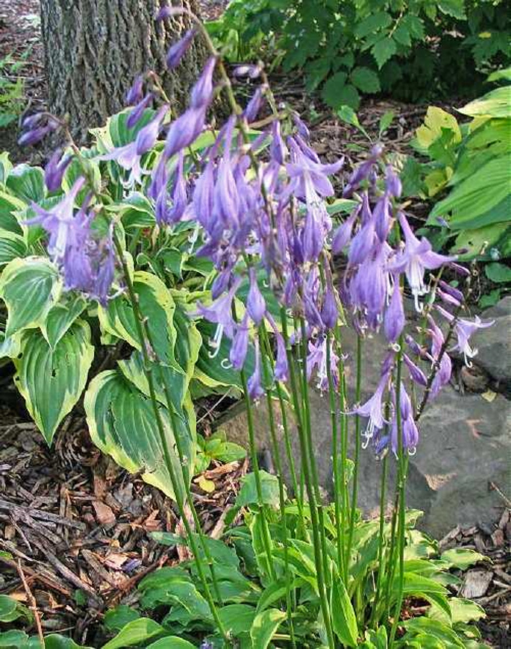 Lemon Delight Hosta Courtesy of the Hosta Library