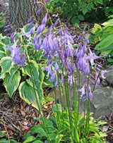 Lemon Delight Hosta Courtesy of the Hosta Library