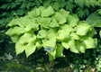 Marilyn Hosta Courtesy of The Hosta Library