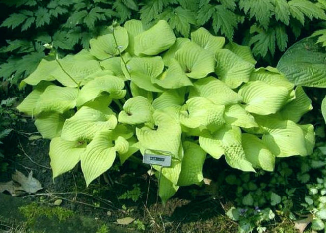 Marilyn Hosta Courtesy of The Hosta Library