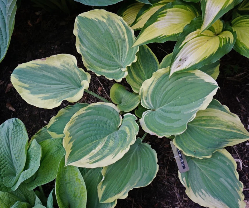 Notice Me Hosta