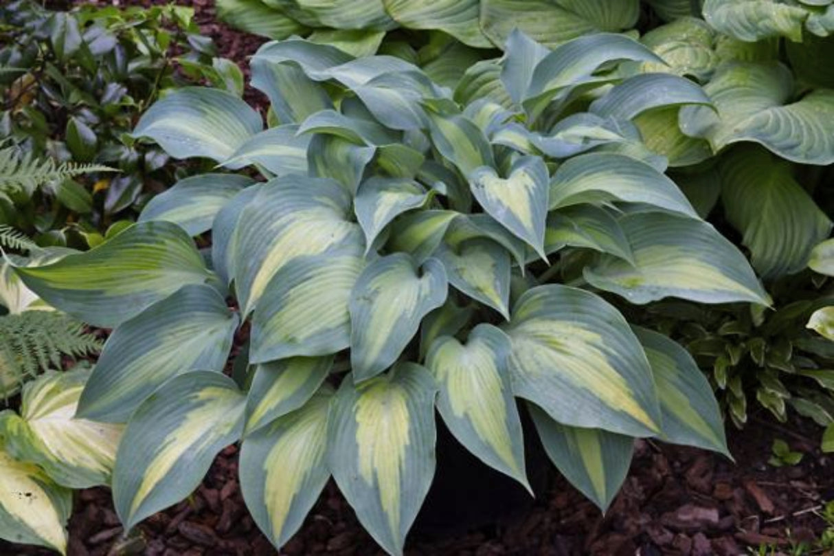 Olympic Sunrise Hosta