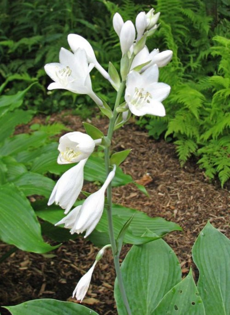 Prince of Wales Hosta Courtesy of The Hosta Library