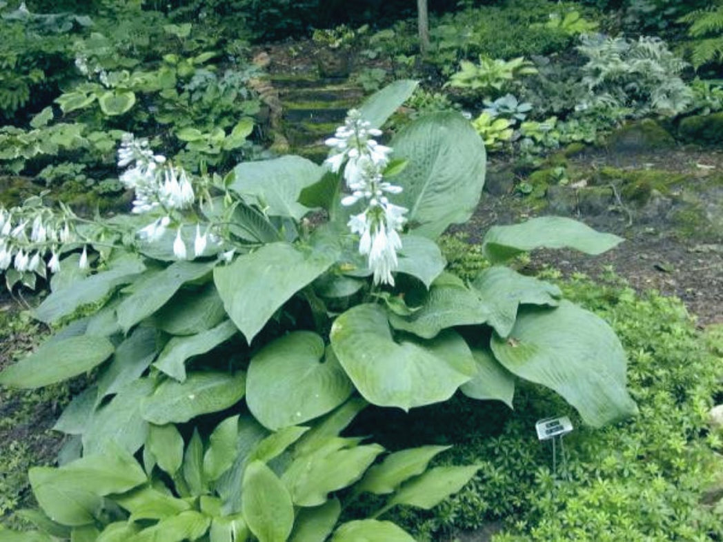 Prince of Wales Hosta Courtesy of The Hosta Library