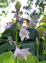 Sea Dream Hosta Courtesy of The Hosta Library