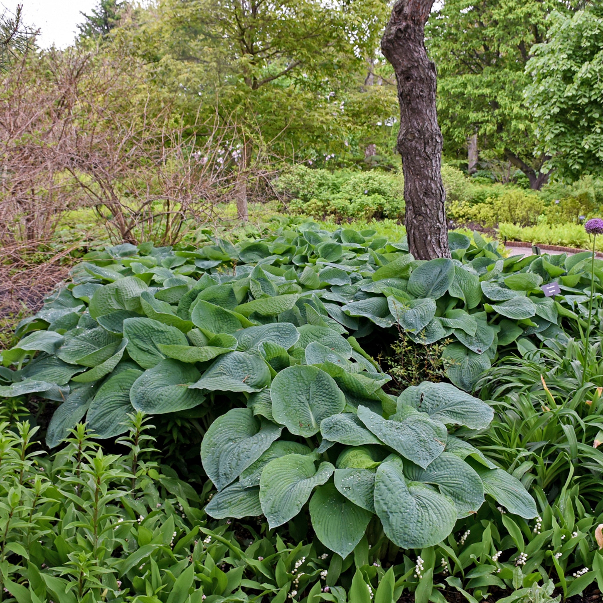 New Hampshire Hostas sieboldiana 'Elegans' Hosta - Thumbnail 2