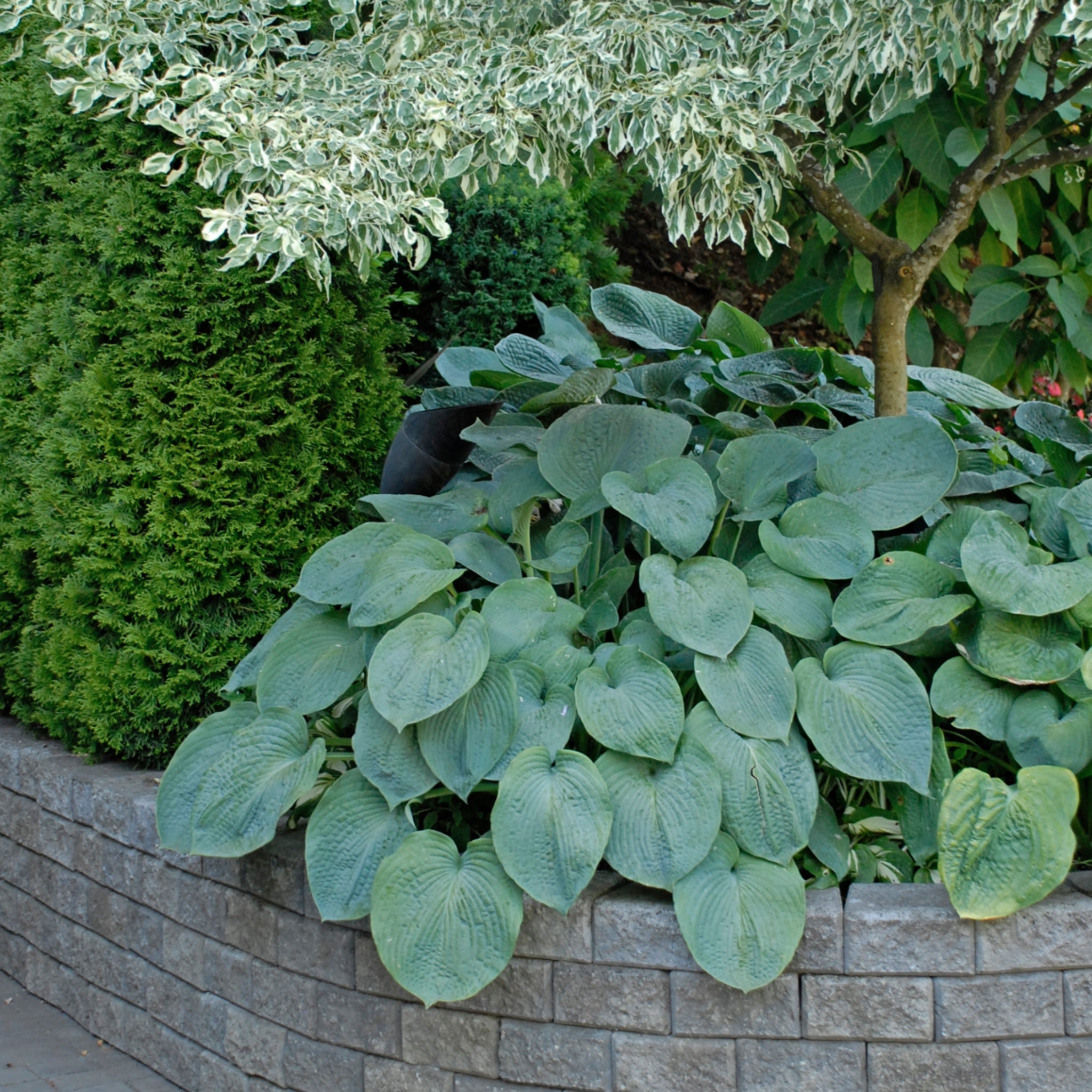 New Hampshire Hostas sieboldiana 'Elegans' Hosta