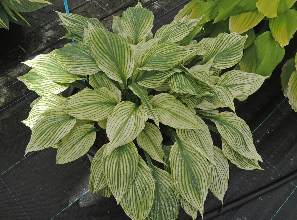 Silver Feather Hosta