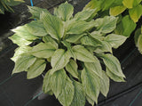 Silver Feather Hosta