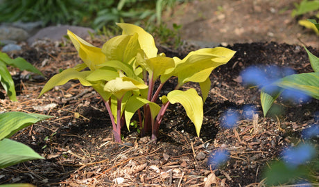 Sri Lankan Spice Hosta