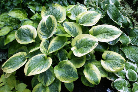 'A Many Splendored Thing' Hosta from NH Hostas