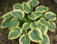 'A Many Splendored Thing' Hosta from NH Hostas