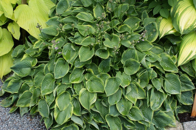 'Abby' Hosta From NH Hostas