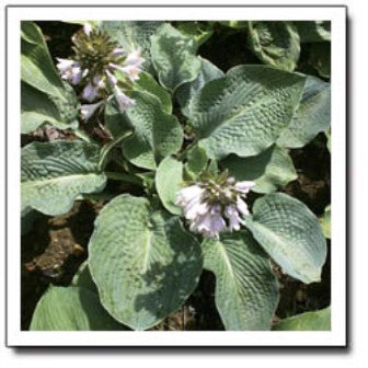 Abraham Lincoln Hosta Courtesy of Q&Z Nursery