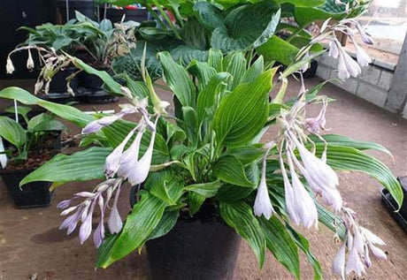 Hosta 'Addicted to Love' Courtesy of Fransen Hostas and The Hosta Library