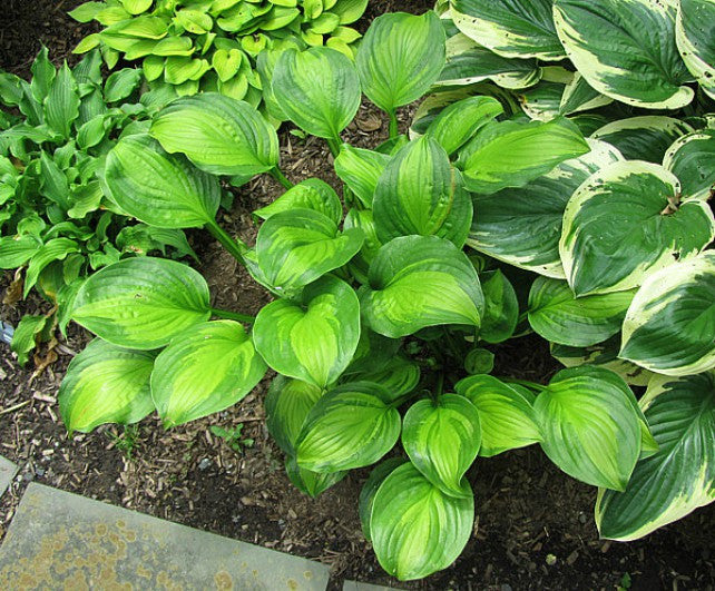 'Adorable' Hosta Courtesy of Carol Brashear