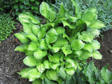 'Adorable' Hosta Courtesy of Carol Brashear