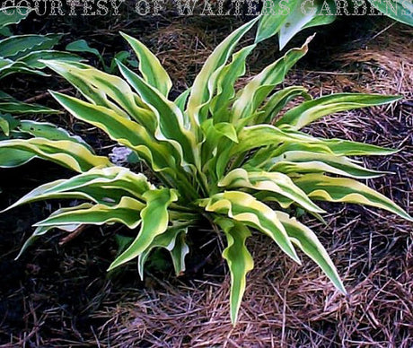 Alakazaam Hosta Courtesy of Walters Gardens