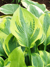 Alex Summers Hosta From NH Hostas